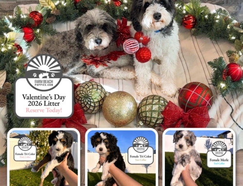 Honey & Milo’s Christmas Miracle Litter – Reserve Your Valentine’s Day Puppy