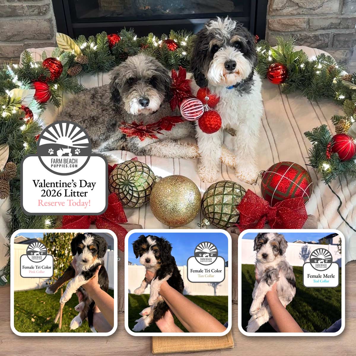 Honey & Milo’s Christmas Miracle Litter – Reserve Your Valentine’s Day Puppy