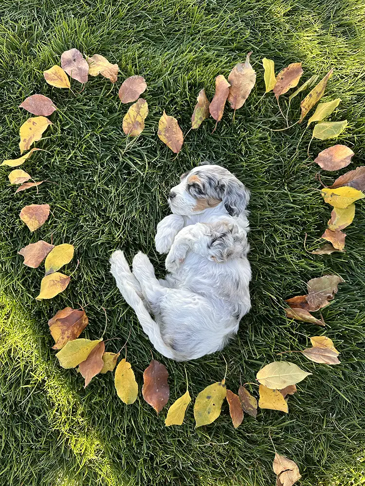 Valentine’s Day 2026 Litter ~ Honey & Milo 02 Valentine’s Day 2026 Litter ~ Honey & Milo 02