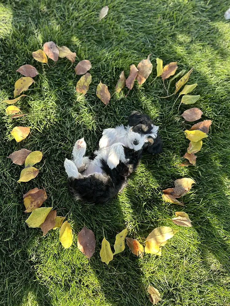 Valentine’s Day 2026 Litter ~ Honey & Milo 03 Valentine’s Day 2026 Litter ~ Honey & Milo 03