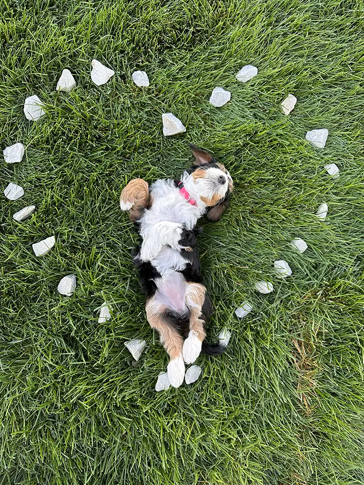 Valentine’s Day 2026 Litter ~ Honey & Milo 04 Valentine’s Day 2026 Litter ~ Honey & Milo 04