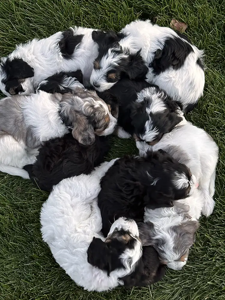 Valentine’s Day 2026 Litter ~ Honey & Milo 05 Valentine’s Day 2026 Litter ~ Honey & Milo 05