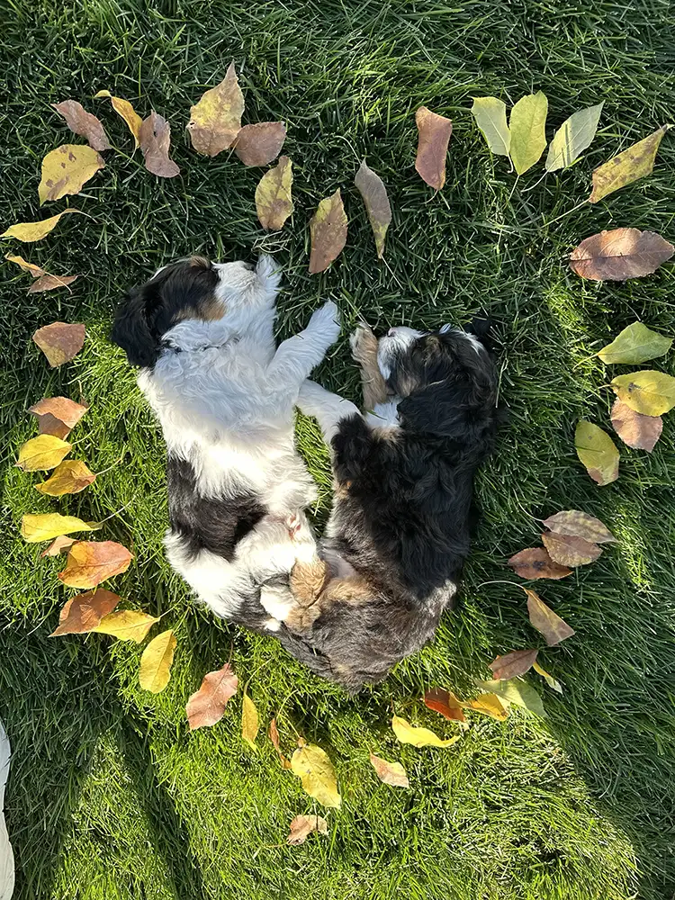 Valentine’s Day 2026 Litter ~ Honey & Milo 06 Valentine’s Day 2026 Litter ~ Honey & Milo 06