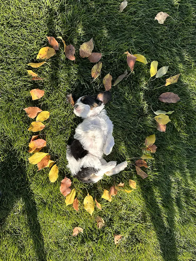 Valentine’s Day 2026 Litter ~ Honey & Milo 08 Valentine’s Day 2026 Litter ~ Honey & Milo 08