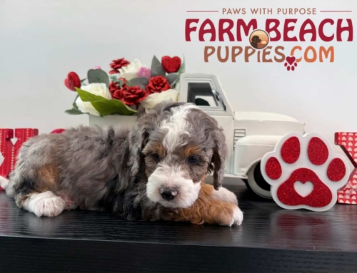 Why Bernedoodles Are Becoming the Ideal ESA & Therapy Dog – Sergeant’s Story