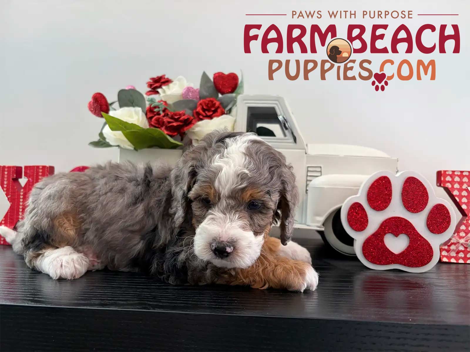 Why Bernedoodles Are Becoming the Ideal ESA & Therapy Dog