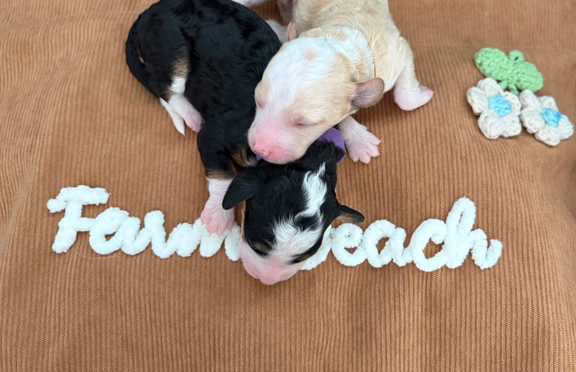 July 2026 Litter Farm Beach Puppies Multi Generational Bernedoodles