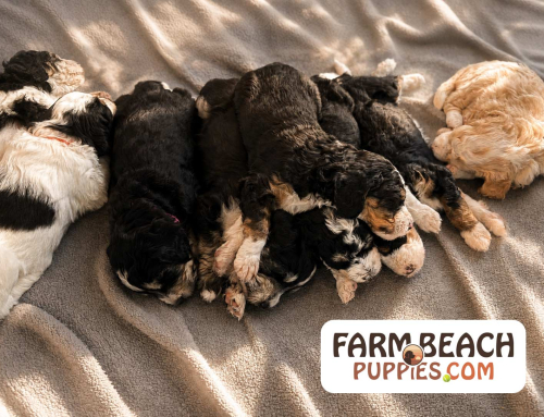 Bella’s Fourth of July Puppies Have Arrived! Meet Our Colorful Summer 2026 Litter