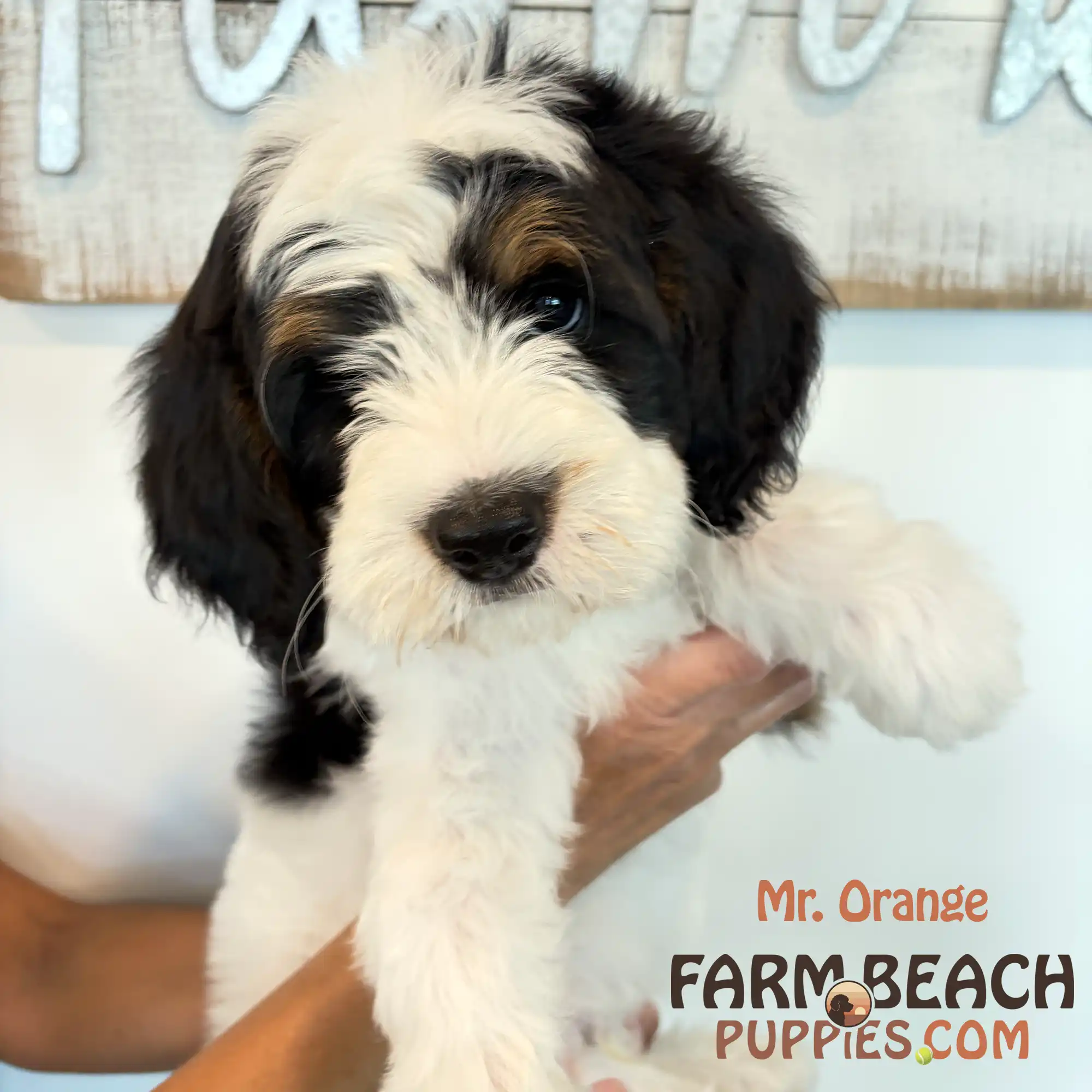 Mr Orange 01