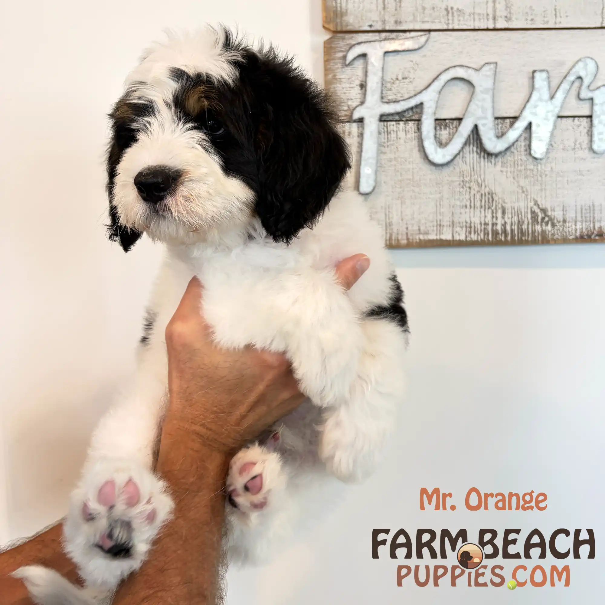 Mr Orange 02