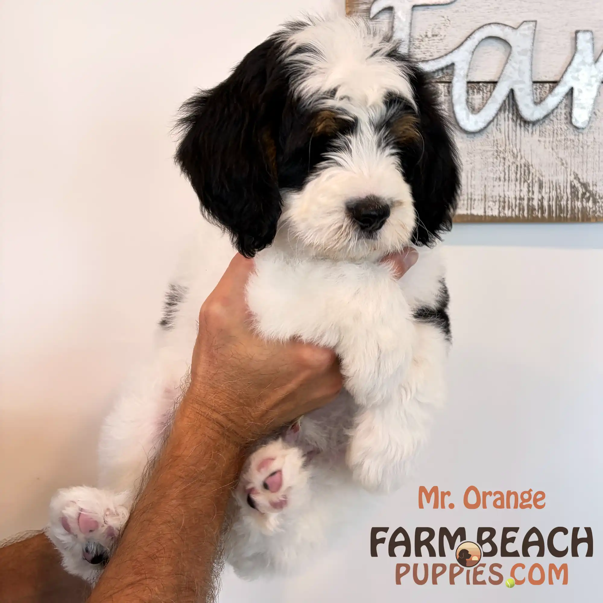 Mr Orange 03