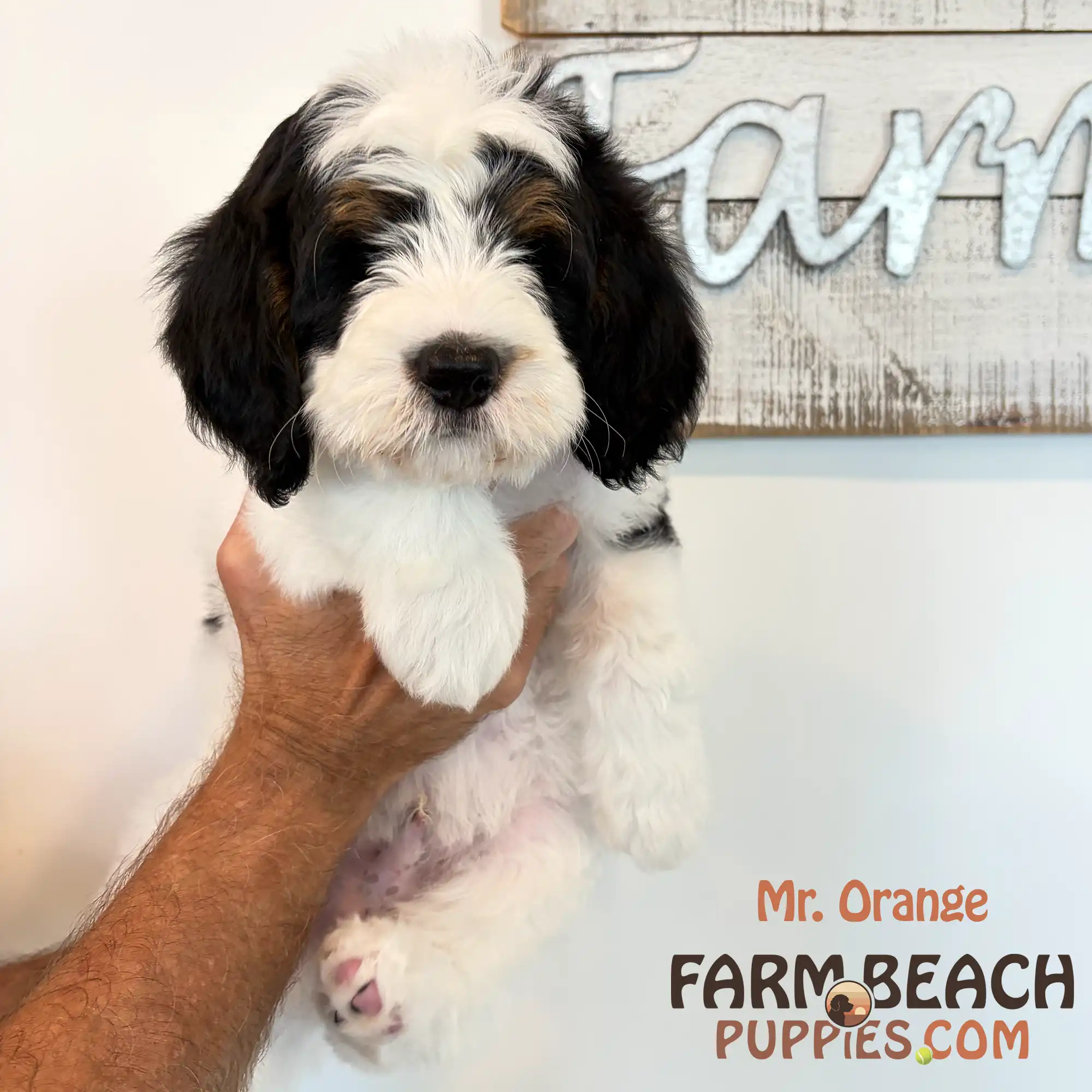 Mr Orange 04