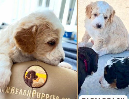 The Mystery of the Blonde Puppy – Genetics Can Be Amazing!