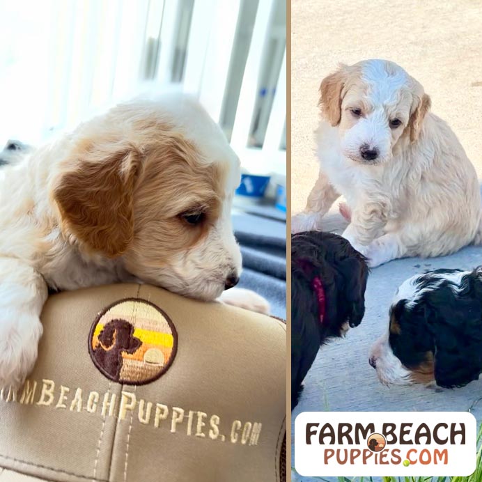 The Mystery of the Blonde Puppy Genetics Can Be Amazing
